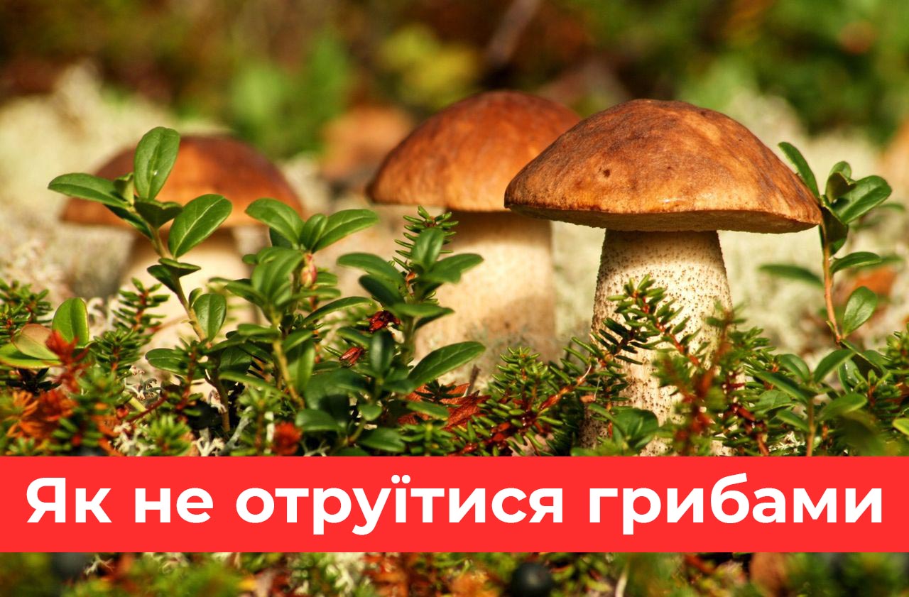 Як не отруїтися грибами і що робити за перших ознак отруєння